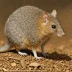 Brush-tailed Bettong