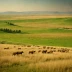 Buryat Steppe
