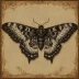 Black witch moth