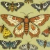 Bella moth