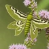 Bedstraw hawk-moth