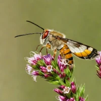 Broad-bordered bee hawk-moth