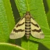 Beet armyworm moth