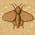 Bright-line brown-eye moth