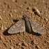 Black cutworm moth