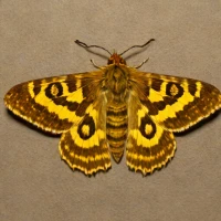 Beautiful golden y moth