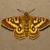 Beautiful golden y moth