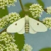 Bird-cherry ermine moth