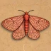 Blood-vein moth