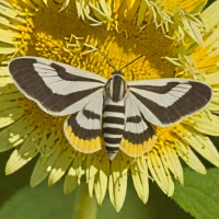 Banded sunflower moth