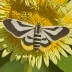 Banded sunflower moth