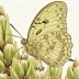 Bogus yucca moth
