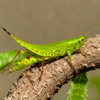 Bombay Locust (Patanga succincta)