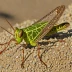 Bigheaded Grasshopper (Aulocara elliotti)