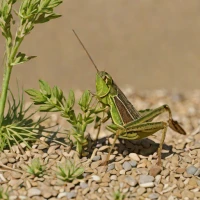Bow-winged Grasshopper (Chorthippus biguttulus)