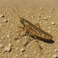 Barbary Locust (Calliptamus barbarus)