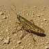 Barbary Locust (Calliptamus barbarus)
