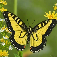 Bahamian Swallowtail