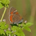 Black Hairstreak