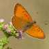 Brown Hairstreak