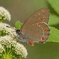 Banded Hairstreak