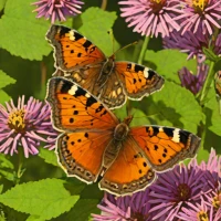Bog Copper