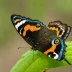Banded Peacock