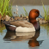 Baer's Pochard