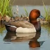 Baer's Pochard