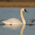 Bewick's Swan