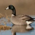 Brant