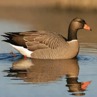 Bean Goose
