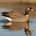 Bean Goose
