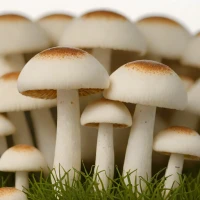 Button Mushroom