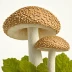 Beech Mushroom