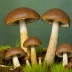 Bay Bolete