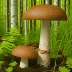 Brown Birch Bolete