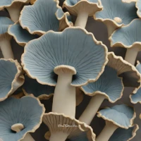 Blue Oyster