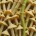 Bamboo Pith Fungus