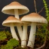 Bare-toothed Russula