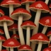 Bloody Milk Cap