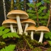 Bondarzewia Montana