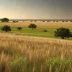 Blackland Prairie