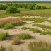 Bicentennial Prairie Scientific and Natural Area