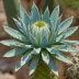 Blue Cereus (Browningia hertlingiana)