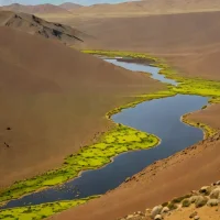 Bolivian Altiplano Tundra