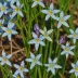 Bluets