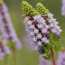 Buddleia davidii (Butterfly Bush)