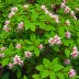 Breynia disticha (Snow Bush)