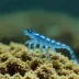 Blue Jelly Shrimp